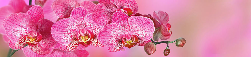 Orchids, a popular flower type, are among the oldest flowers known to man.