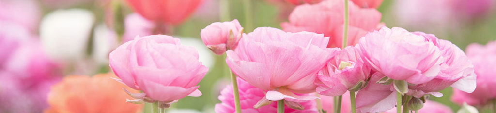 Ranunculus, a popular flower type pictured here, are varieties of Persian buttercups.