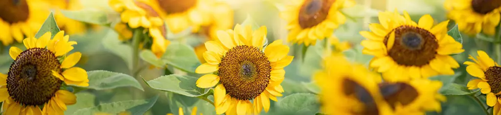 Sunflowers, a popular flower type, are known for their dazzling yellow blooms and large size, pictured here.
