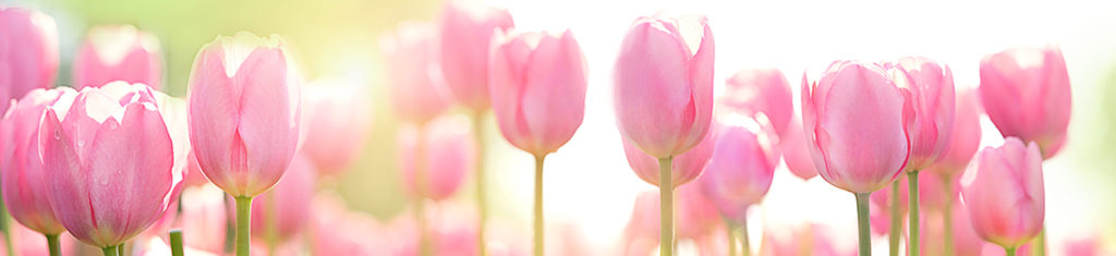Pink tulips