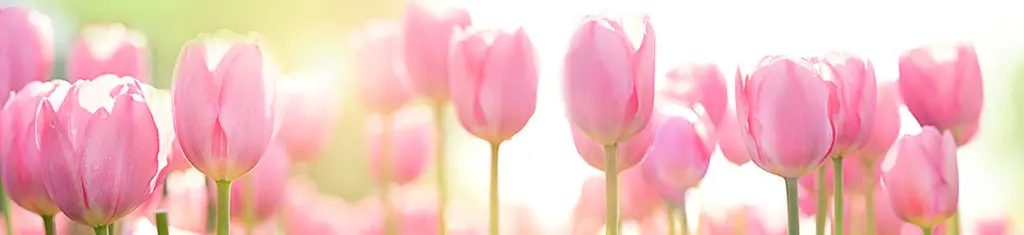 There are more than 150 types of tulips, with over 3,000 different varieties. 