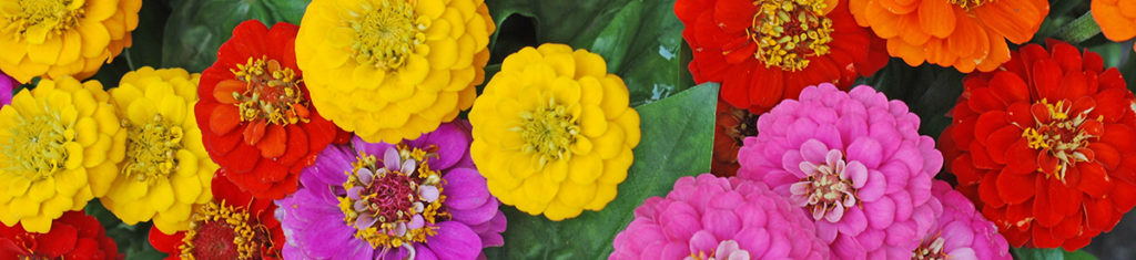 Zinnias, a popular flower type, are often grown in beginners' gardens.