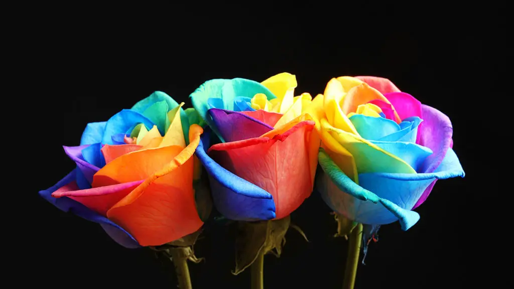 Rainbow roses