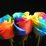 Rainbow roses