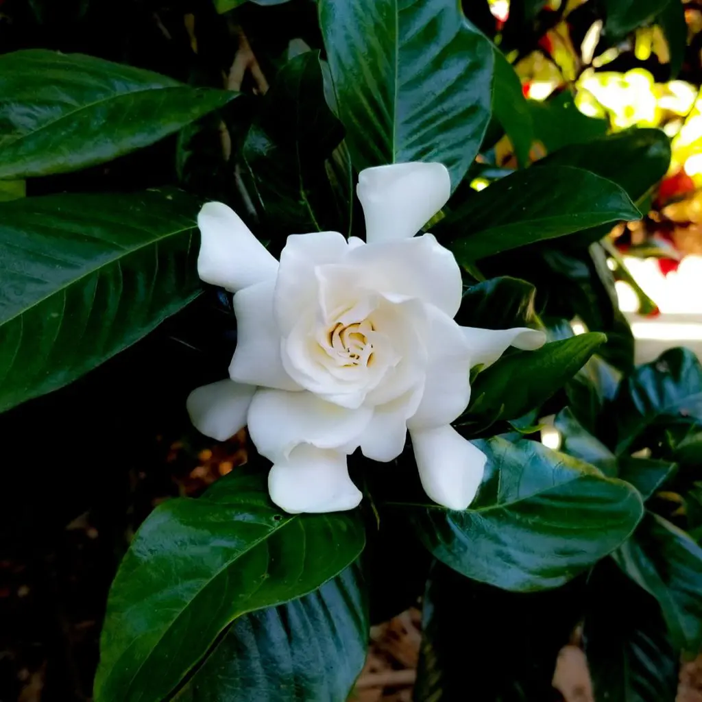 Wedding flower symbolism with White gardenia