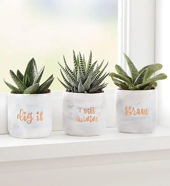 Succulent trio