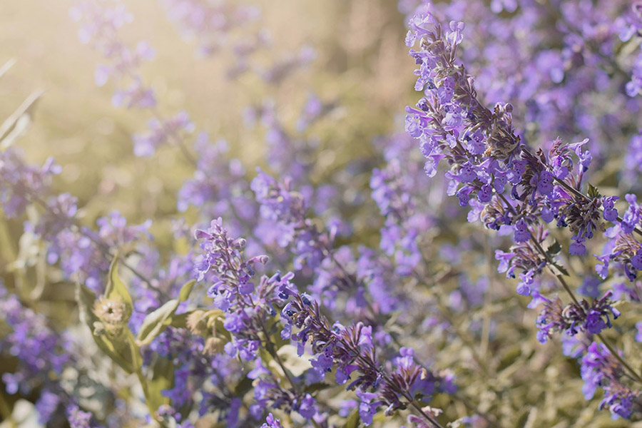 perennial flowers that bloom all summer catmint