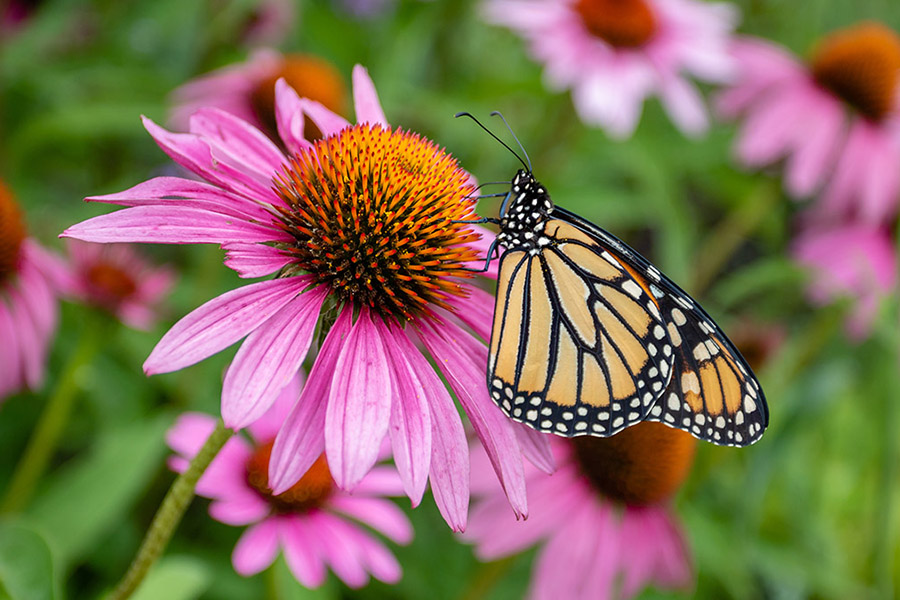 perennial flowers that bloom all summer coneflower