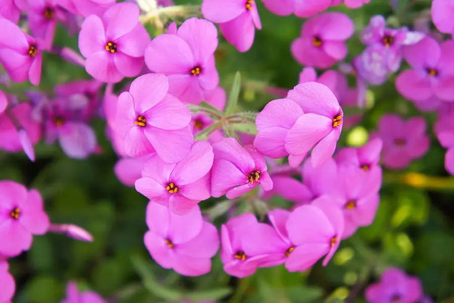 perennial flowers that bloom all summer phlox