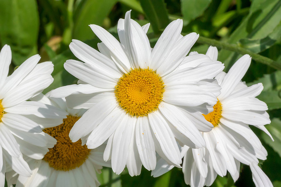 perennial flowers that bloom all summer shasta daisy