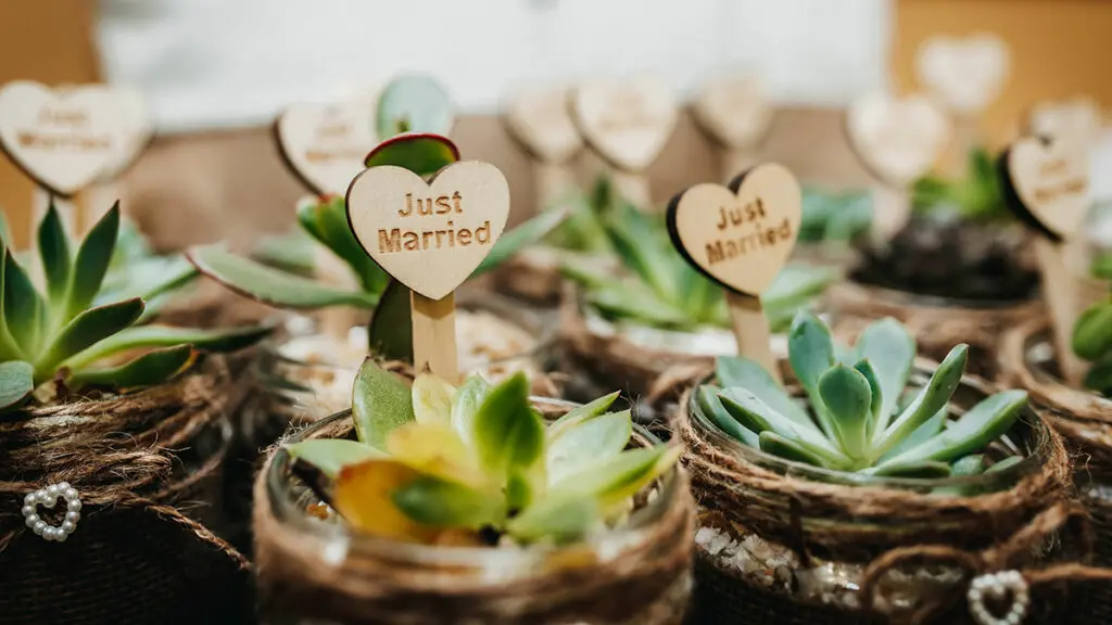 Small succulent wedding favors potted plant