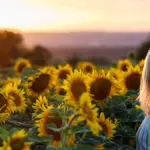 sunflower facts with woman standing in sunflower field during sunset