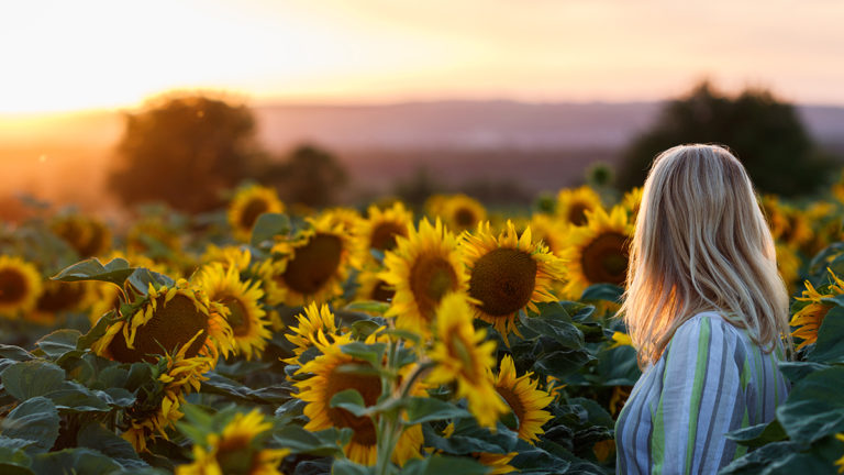 sunflower facts with woman standing in sunflower field during sunset