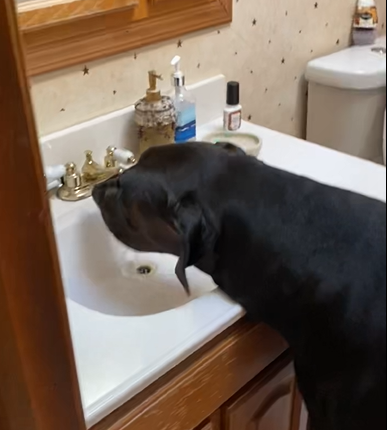 Bam Bam the dog drinking water