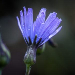 flowering weeds with chicory