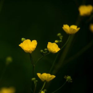 flowering weeds with creeping buttercups
