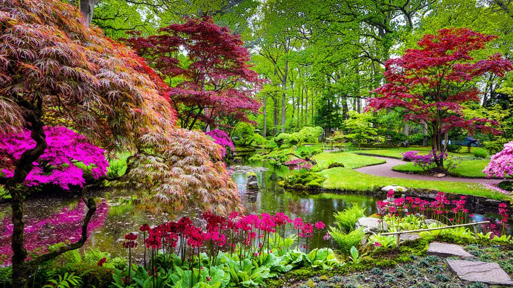 Photo of a traditional Japanese garden and popular Japanese flowers in bloom in The Hague