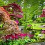 Photo of a traditional Japanese garden and popular Japanese flowers in bloom in The Hague