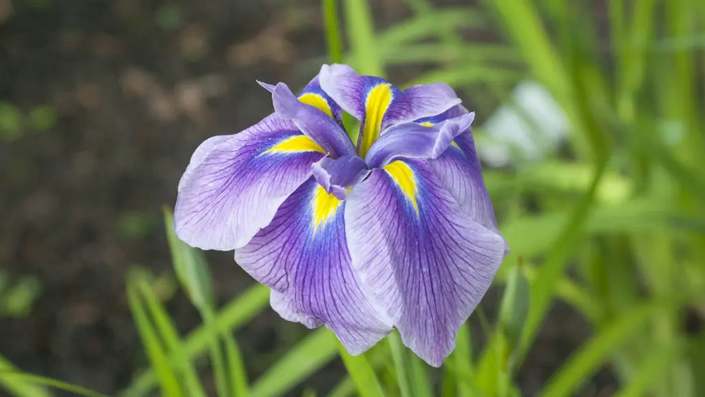Photo of a purple iris in bloom, one of many Japanese flowers
