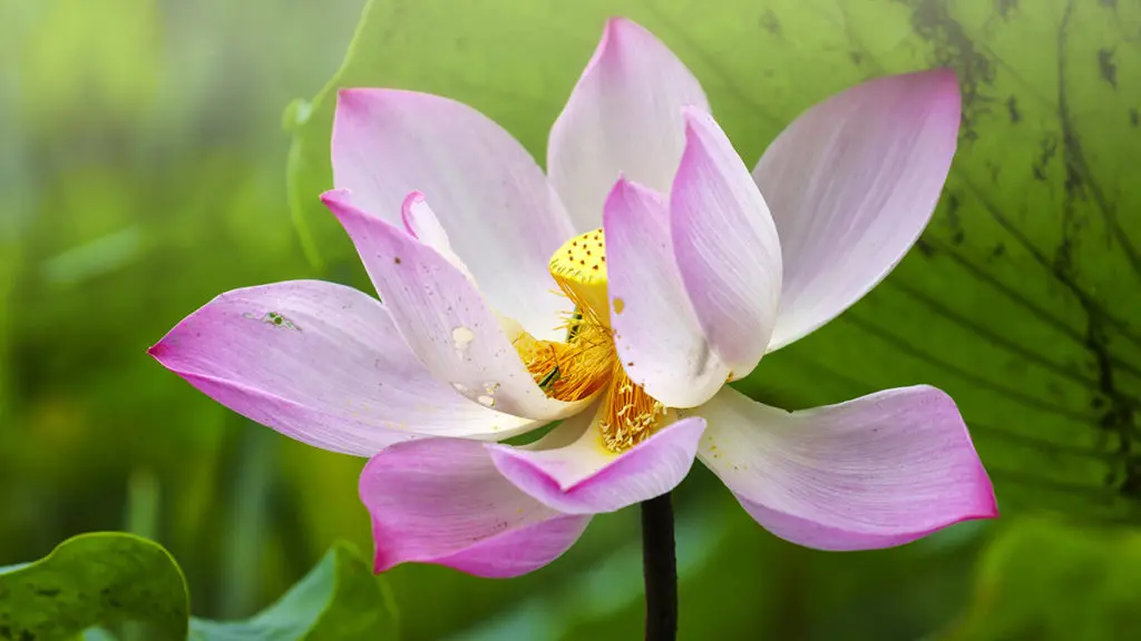 Photo of a pink lotus, a popular type of Japanese flower