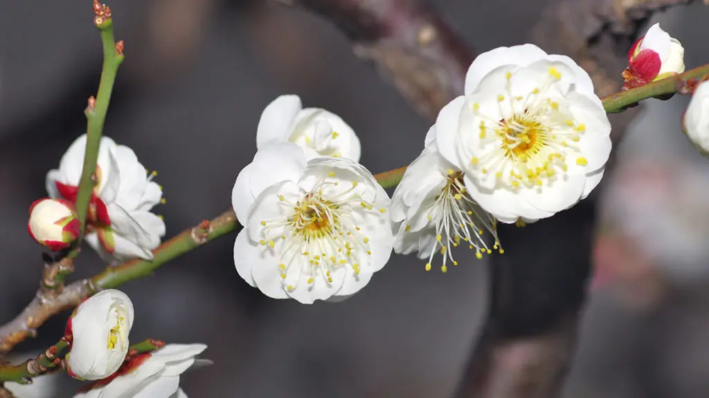 Japanese apricot blossom convey faithfulness, elegance, and purity of heart.