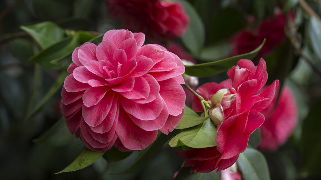 Japanese Flowers: Cultural Significance & Meaning | Petal Talk