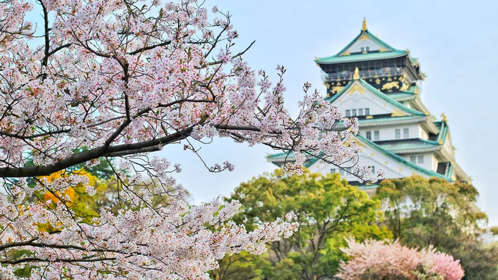 Photo of a pagoda, with popular Japanese flowers (cherry blooms) in foreground