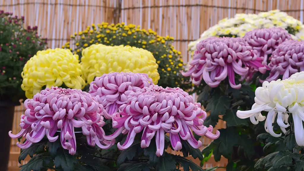 Photo of chrysanthemums, one of many popular types of Japanese flowers