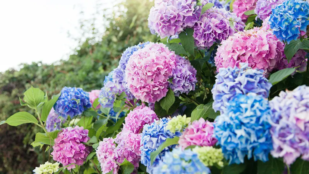 photo of a hydrangea, one of many types of Japanese flowers