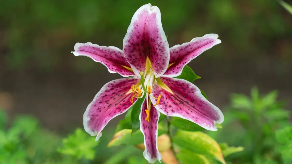 Photo of a lily, one of many popular Japanese flowers