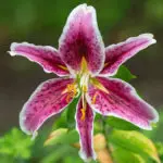 Photo of a lily, one of many popular Japanese flowers