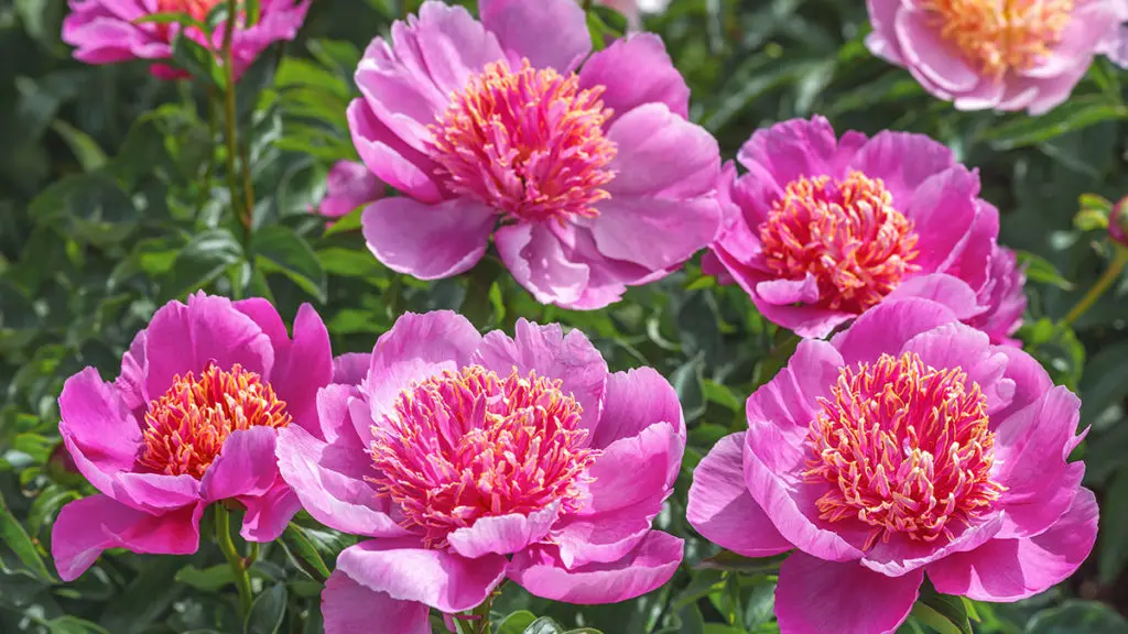 Photo of peonies, one of many popular and highly symbolic Japanese flowers