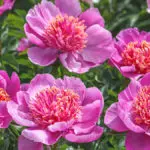 Photo of peonies, one of many Japanese flowers
