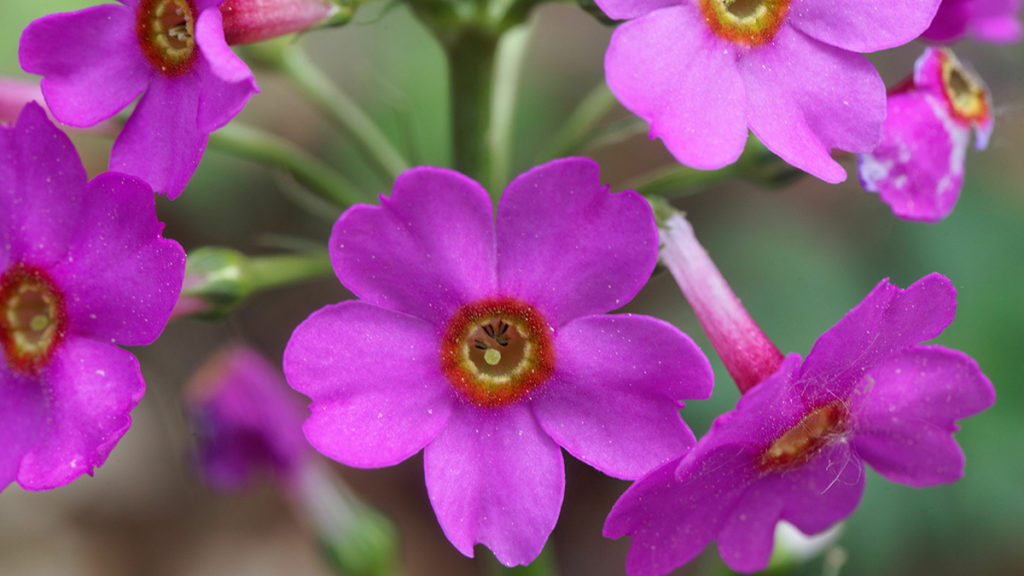 The pink primrose represent long-lasting love and beauty in Japanese culture.