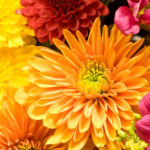 friendship flowers with chrysanthemums