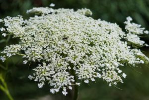 flowering weeds with queen anne's lace