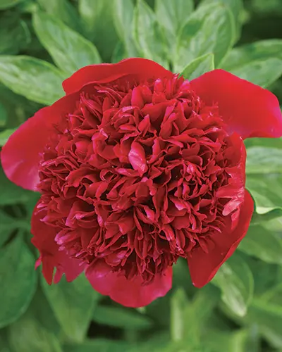 facts about peonies with red peony, one of many types of Japanese flowers
