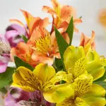 friendship flowers with alstroemeria