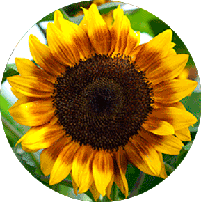 Bi-Color Sunflower