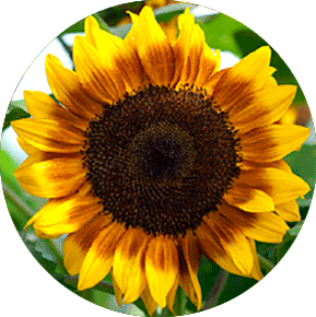 Bi-Color Sunflower