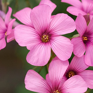 flowering weeds with oxalis