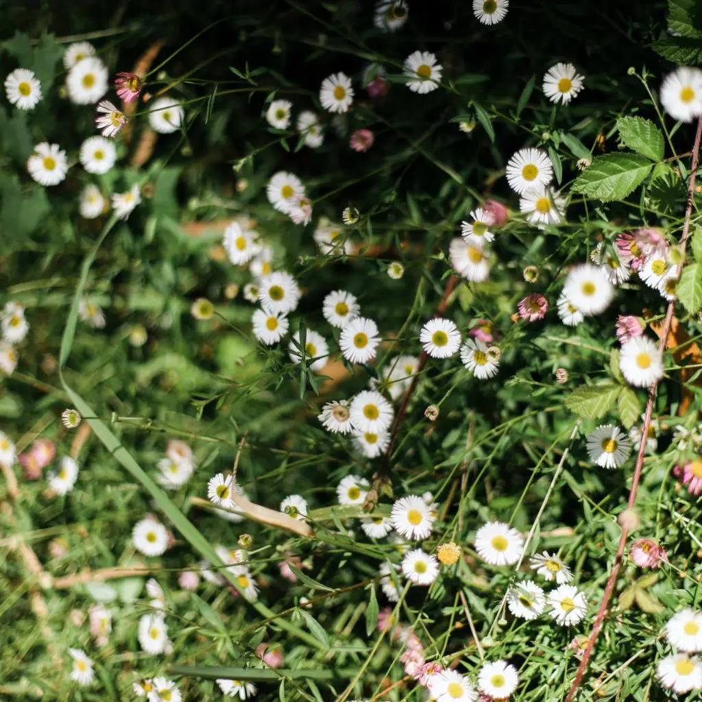 Tall Weeds With White Flowers