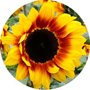 Fire Cracker Sunflower