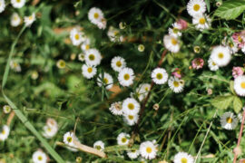 20 Types of Flowering Weeds