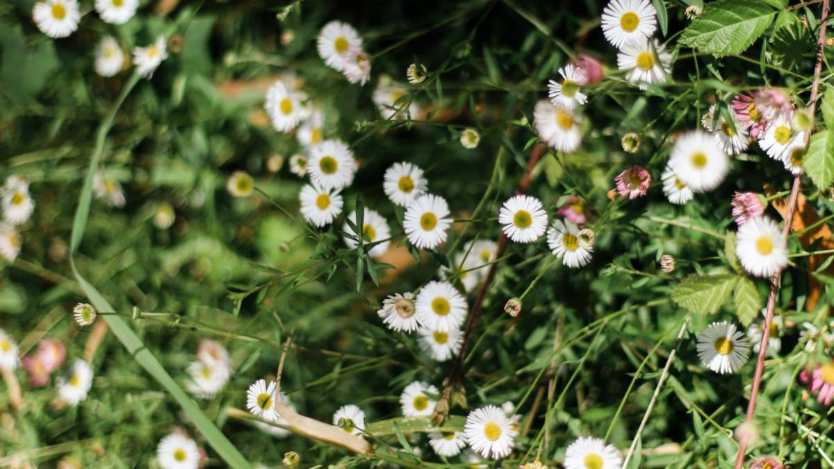 white weed flower