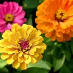 friendship flowers with zinnia