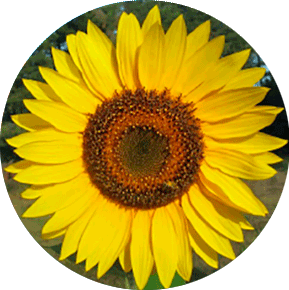 Giganteus Sunflower