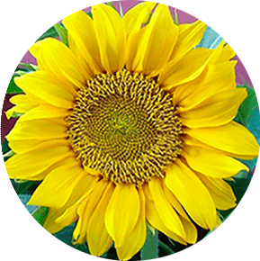 Gold Sun Sunflower