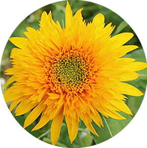 Golden Cheer Sunflower