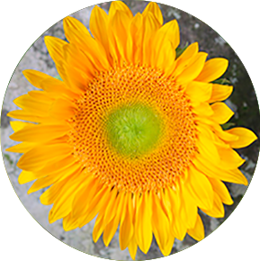 Green Sunbeam Sunflower